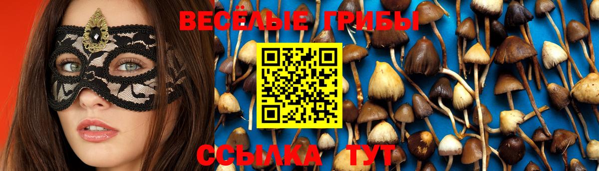 Галлюциногенные грибы Psilocybine cubensis Мурино
